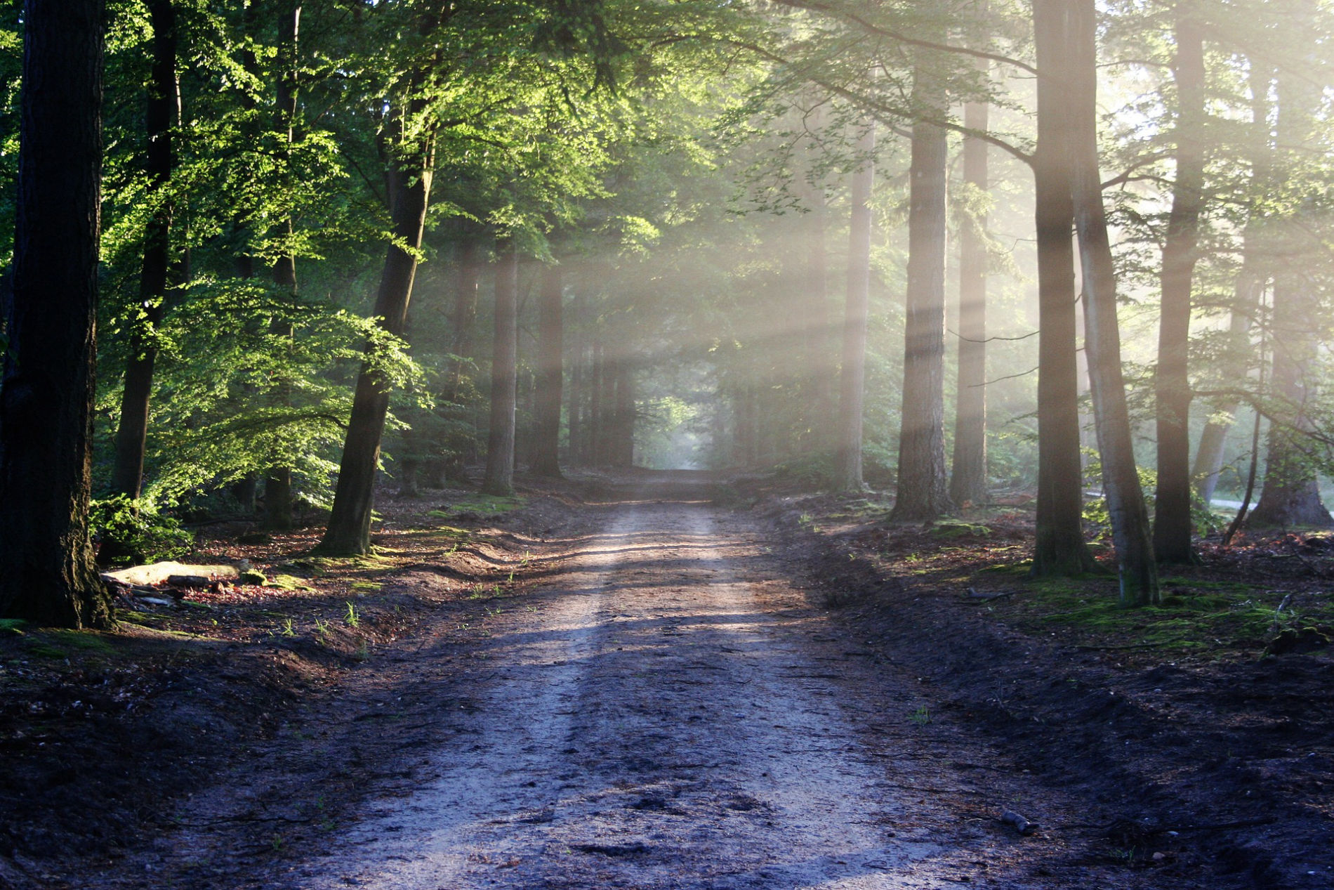 https://nordic-walking-norderstedt.de/wissenswertes.html